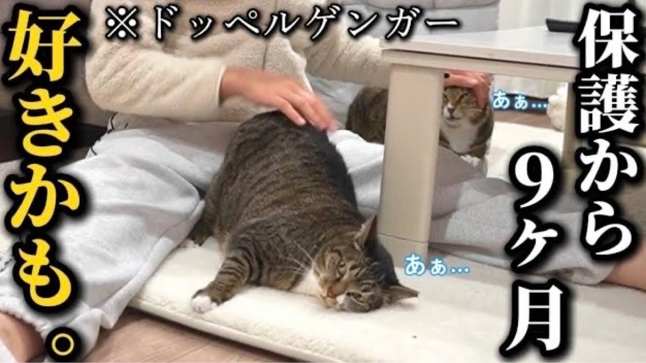 20代一人暮らし。おデブ猫を保護して９ヶ月…ついにモテ期到来してウハウハが止まりません