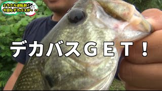 バス釣り　クリークでデカバスＧＥＴ！