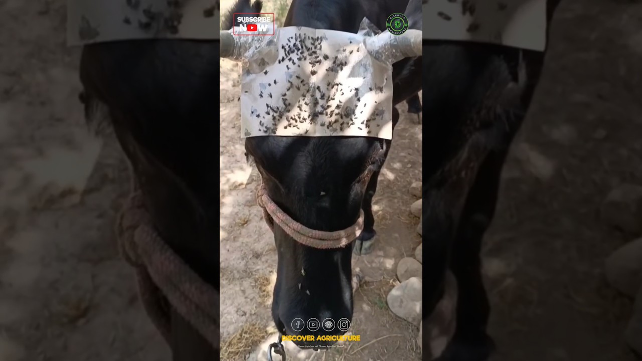 Unbelievable! Sticky Trap on Cow's Forehead to Catch Flies