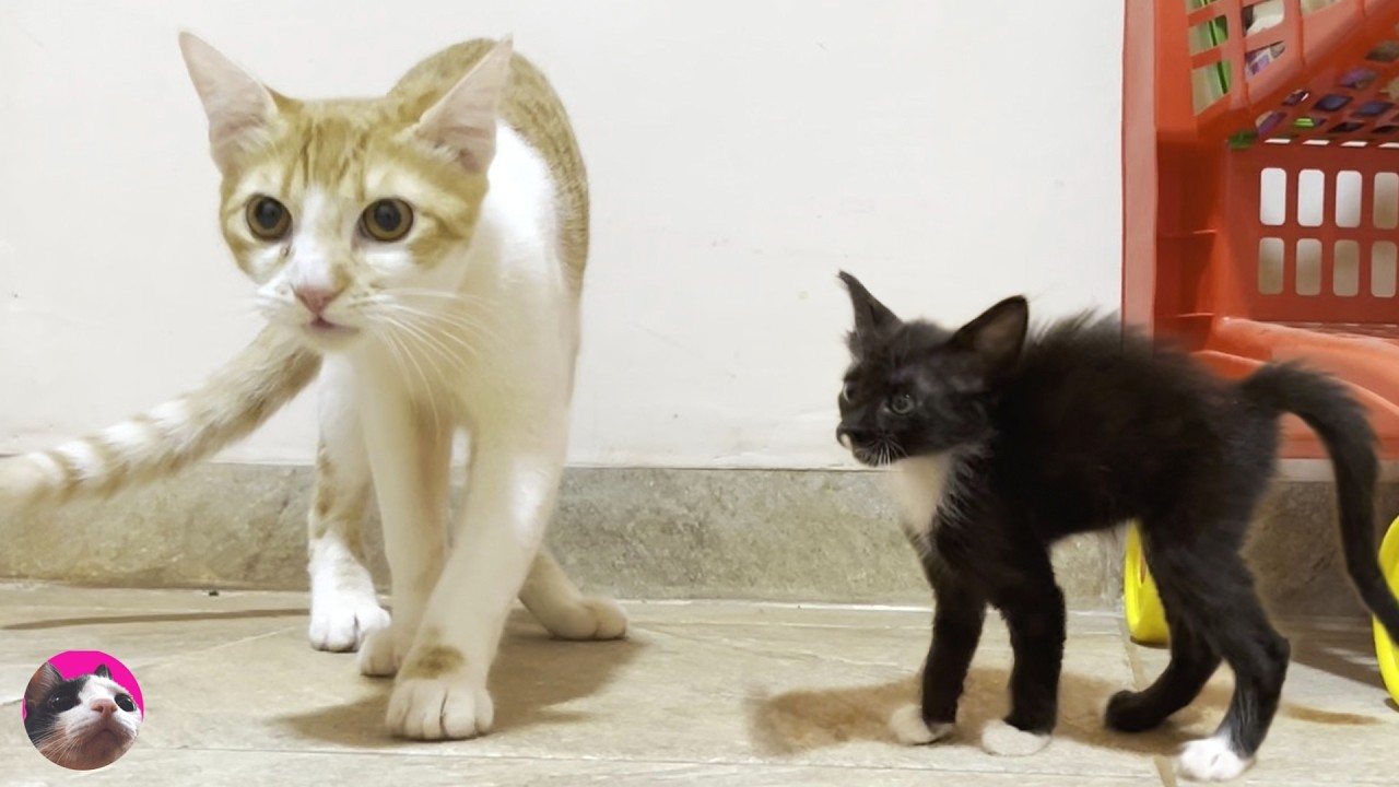 Озорной неуправляемый спасенный котенок первая встреча с настороженным котенком-жильцом