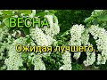 🌸🌸🌸Весна. Ожидая лучшего...🌸🌸🌸