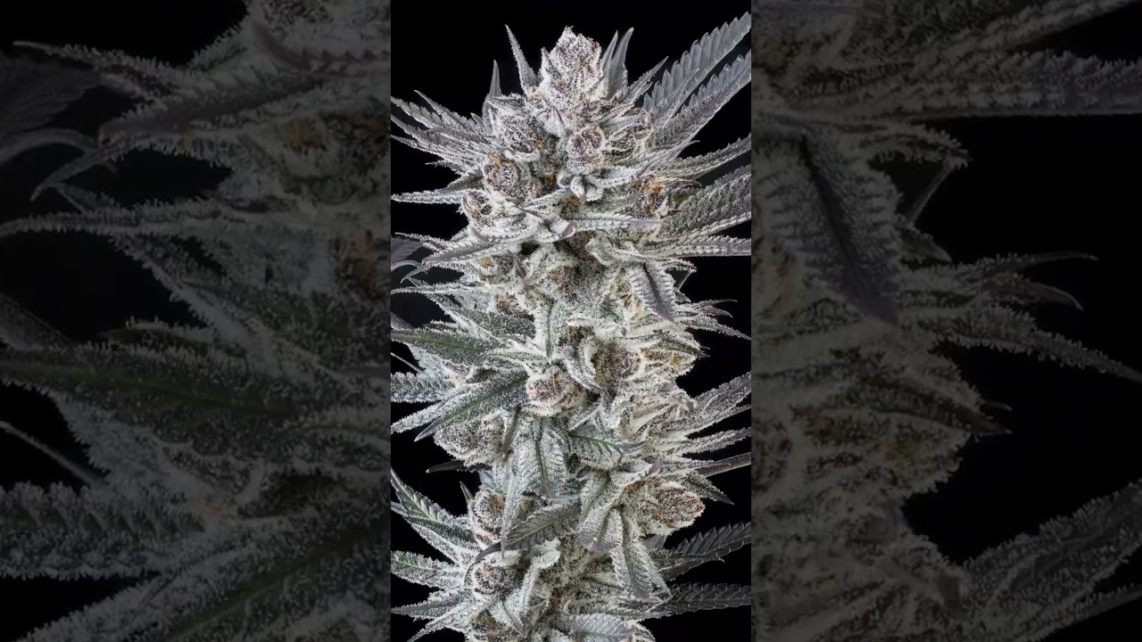 Prohibition 37 x Death Row Records Cannabis | Cutting Terpgasm at Albuquerque’s Top Grow House!