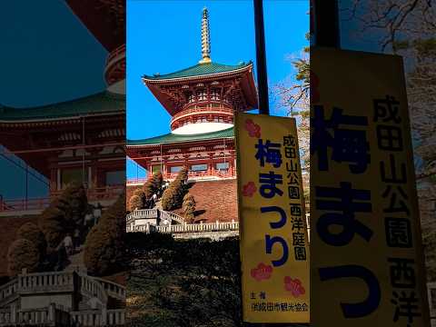 千葉県成田山公園🌸梅まつり🎀✨花梅🌸思いのまま🩷✨2025年2月15日～3月02日