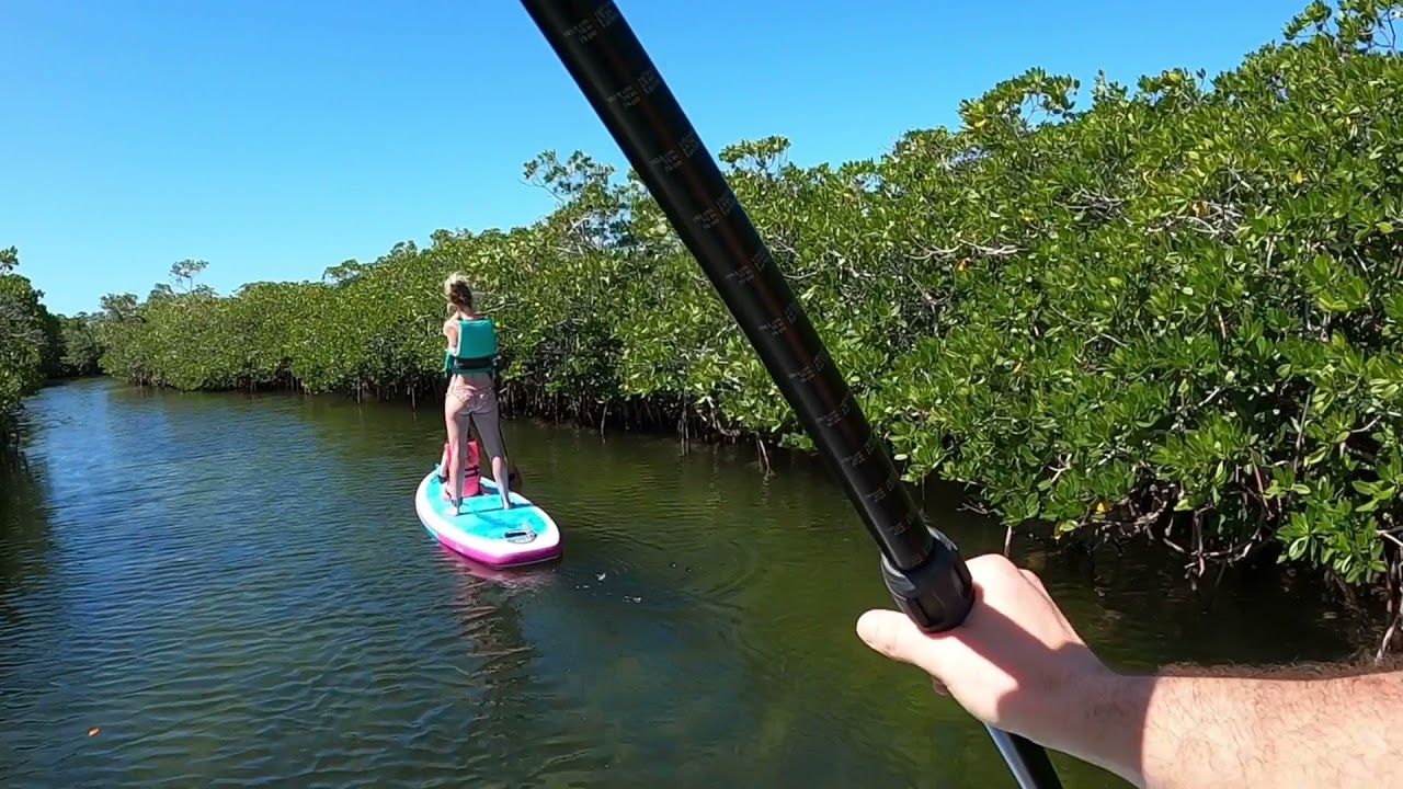Paddle Boarding Mangroves in Key Largo