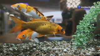 Celebrity Do Goldfish REALLY Have a 3-Second Memory? Wealth