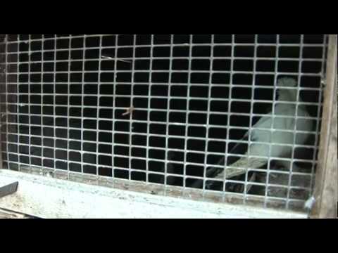 \"შესაძლებელია\"