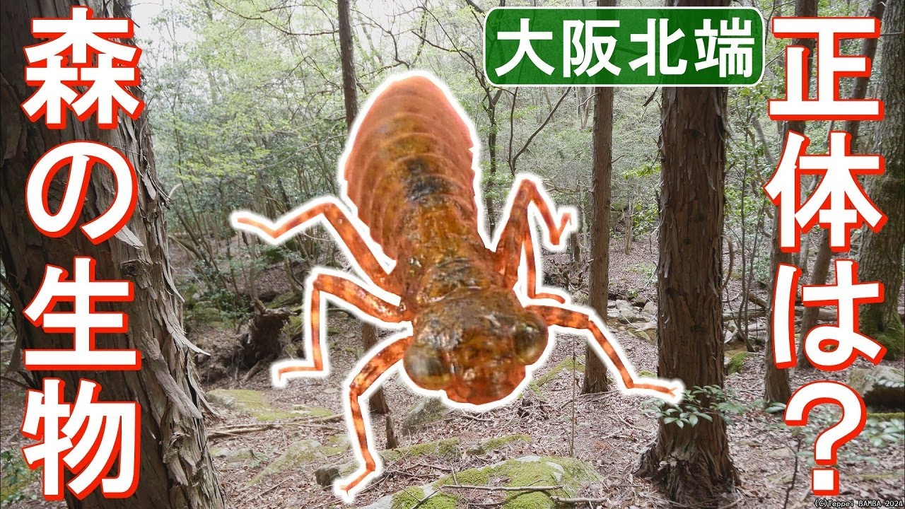 【ぼんぽん幼虫】 Finally, the Horned Frog is here!) Ikimono Encyclopedia Advanced