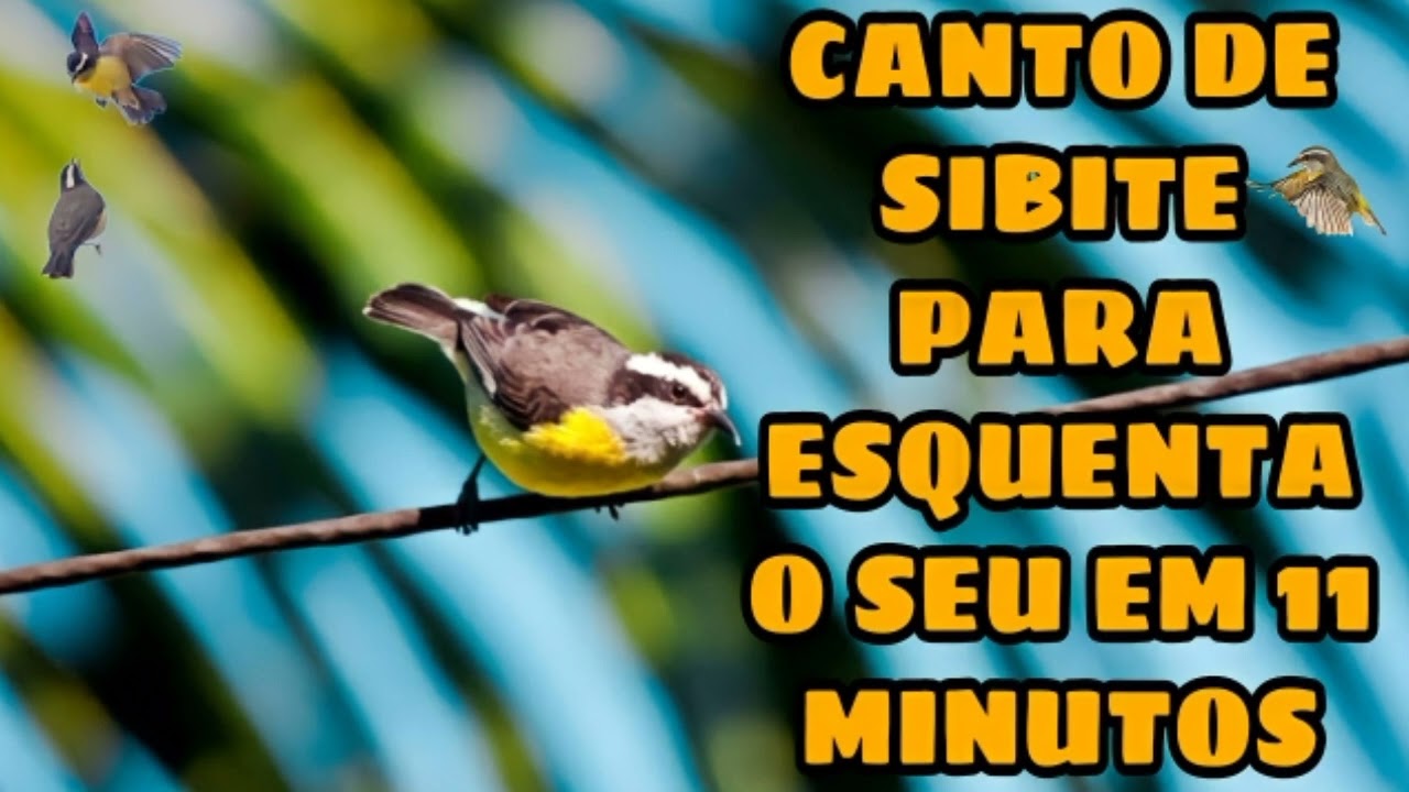 CANTO DE SIBITE PARA ESQUENTA O SEU EM 11 MINUTOS .