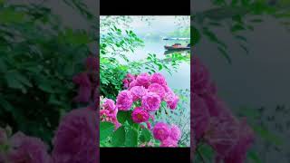 Beautiful Lake With Flowers