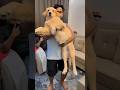 koi hai zoe se sundar😃💗#cuteanimal #goldenretriever #cutedog #shorts #shortvideos