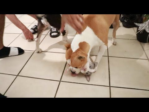 RENCONTRE AVEC MON CHIOT ET NALA...CA A MAL TOURNER...