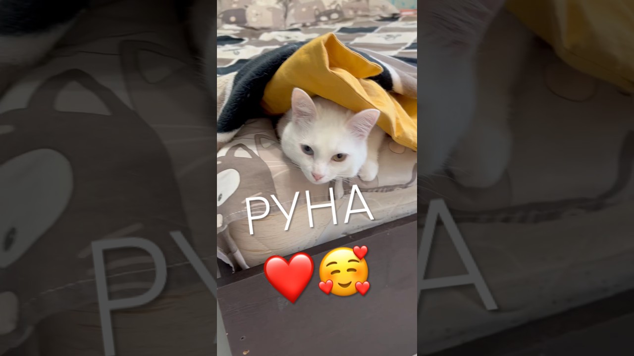 Белая кошка Руна 