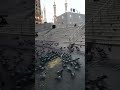 امن وامان في الحرم فلانكحي
