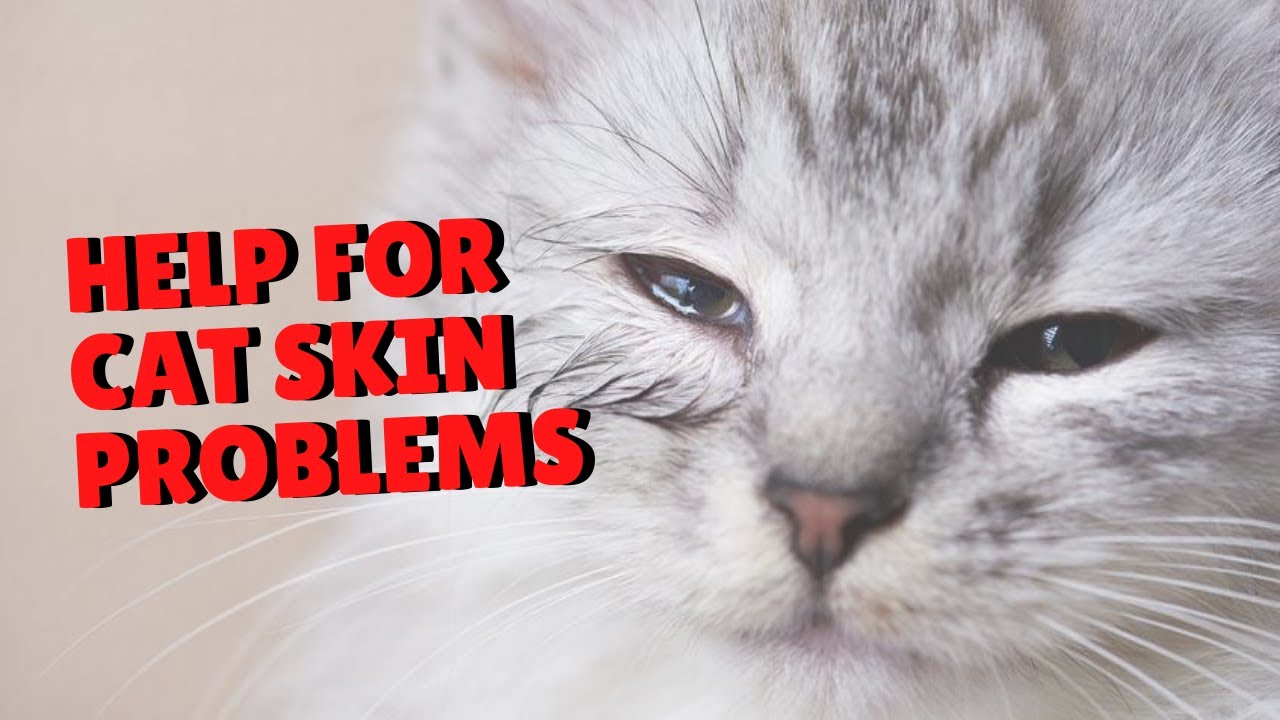 Help For Cat Skin Problems Two Crazy Cat Ladies YouTube