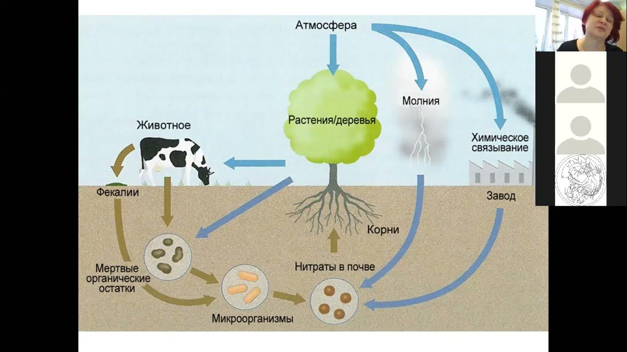 Живые организмы осуществляют круговорот. Схема биологического круговорота веществ. Биогенный круговорот веществ. Атмосферный азот круговорот веществ. Круговорот азота по химии.