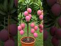 How To Grow Mango Plant At Home Shorts Viral Trending Farming Facts Foodie Fruit How To Grow Mango Plant At Home Shorts Viral Trending Farming Facts Foodie Fruit