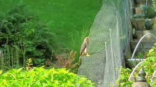 Cooper's Hawk Gets a Robin