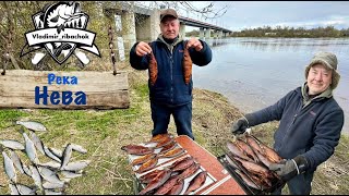 Река Нева. Рыбалка с берега и копчение рыбы. Ленинградская область #рыбалка #река #берег #рецепты