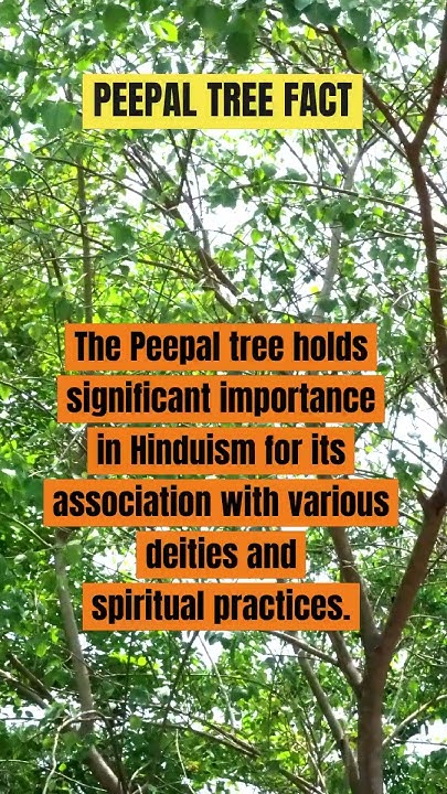 why-peepal-tree-is-sacred-youtube