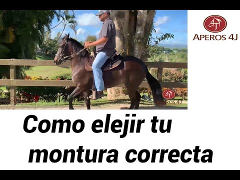 Video: Cómo Elegir Un Caballo Balancín