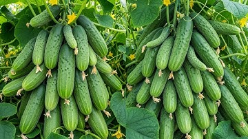 🔴 LIVE 🌱How to Propagate Tree Cucumber | Easy Method to Grow Bilimbi from Cuttings #livestream #live