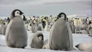 Emperor penguins at Snow Hill Island