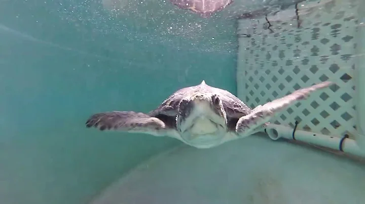 Nicole, one of our cold stunned kemp's ridley | Se...