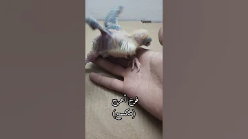 نقص الكلس حمام فرخ 