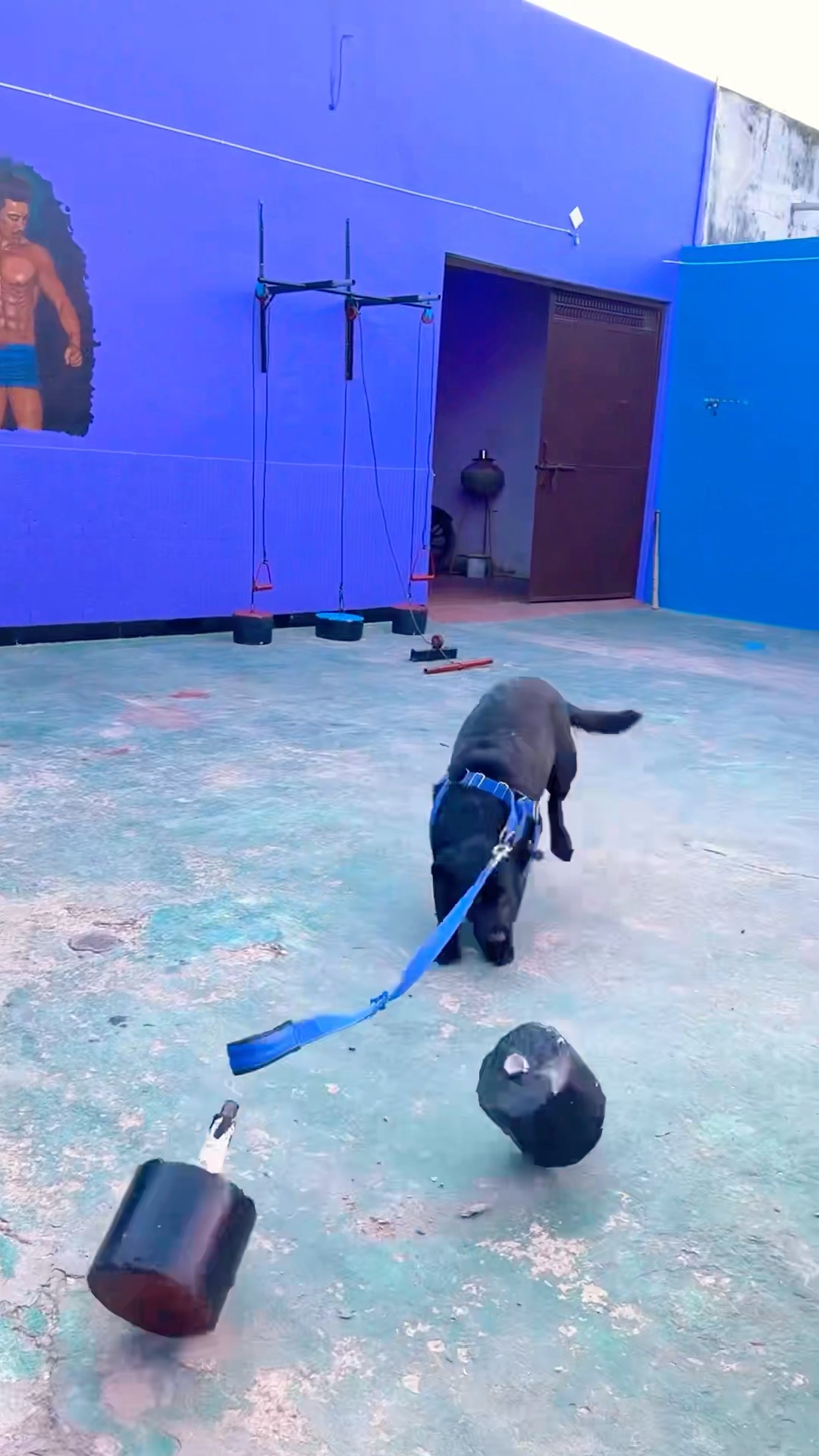 Where Is Tiger Hidden ?? #shortvideo #funny #funnyvideo