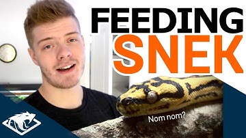 Feeding Annika the Carpet Python! | Feeding Video #2