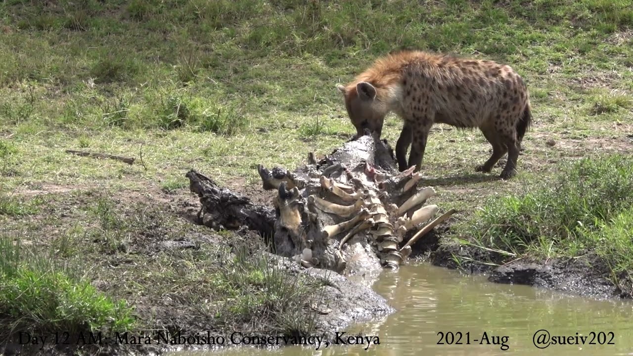 hyena finds a hippo carcass