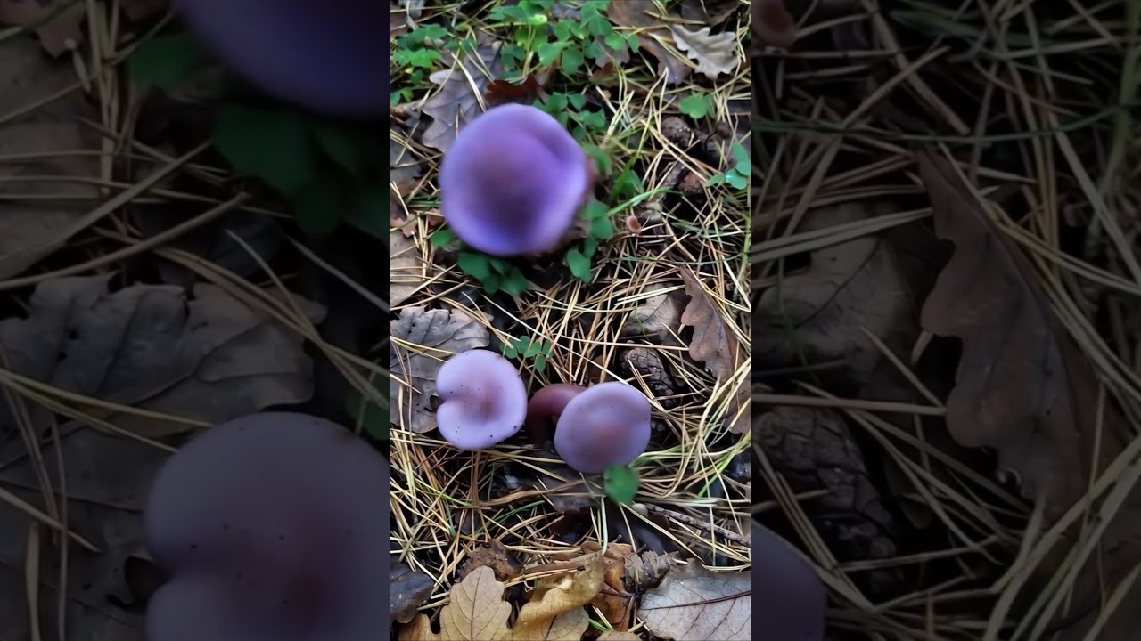 Phobolote / Фоболет (Boletus pavidus)