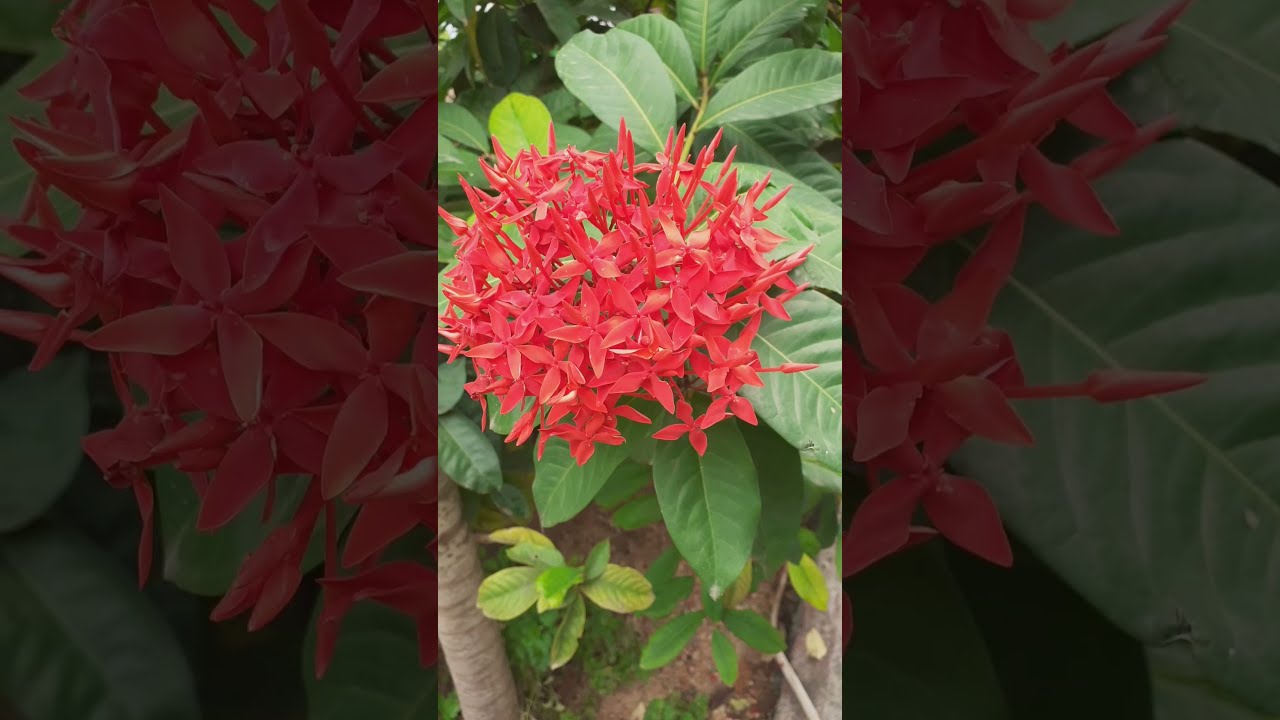 Nooruvarahala chettu Shorts / Nooru varahalu / Ixora plant YouTube