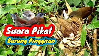 SUARA PIKAT BURUNG PINGGIRAN SUARA JERNIH KOMBINASI PAS ||| Andalan Jago Pikat