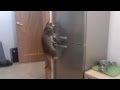 Кот сам открывает холодильник