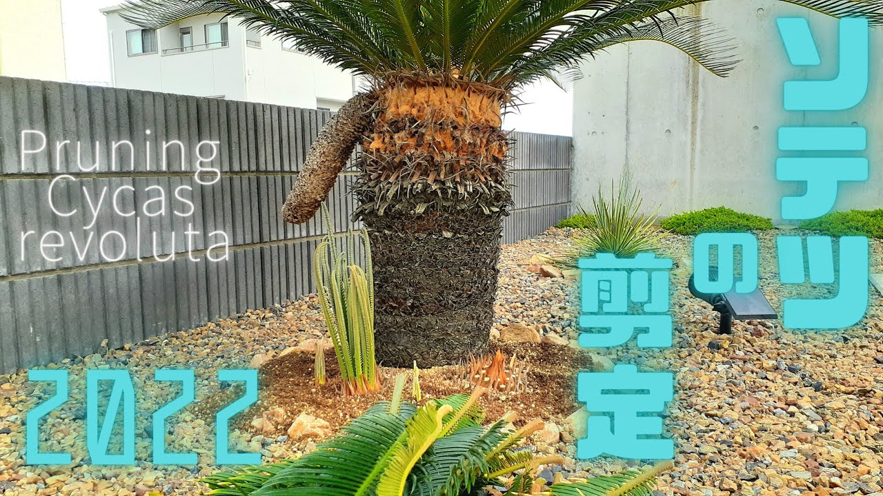 『ソテツの剪定 2022』Pruning Cycas revoluta 2022