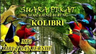 Suara Pikat Kolibri Ribut || Cepat Lengket Di Pulut #reels #viralvideo #fyp