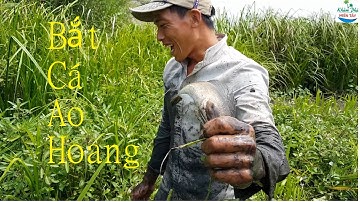 404 | Tát ao hoang bắt cá nướng tại ruộng P2 | Fishing