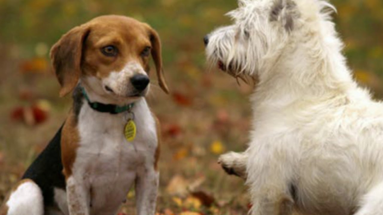 Reiki for Pets Binaural Video Meditation Music - Binaural Beats - Magic Brain Frequency