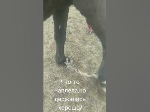 путы для лошади сделала) - YouTube