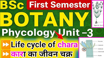 Chara algae life cycle B.Sc 1st year Botany | 