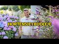 Hortensje i budleje latem 🌸 Jak rosną, gdzie im najlepiej i co z przekwitłymi kwiatami