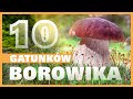 10 Gatunków Borowików - Ciekawe, Piękne, Pyszne i... Trujące Borowiki