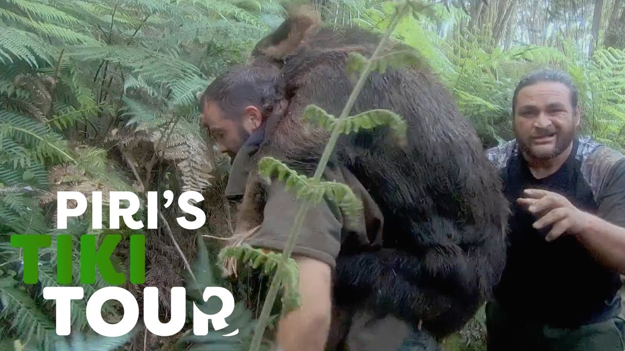 Pig Hunting - Piri's Tiki Tour - S1 Ep 3 - YouTube