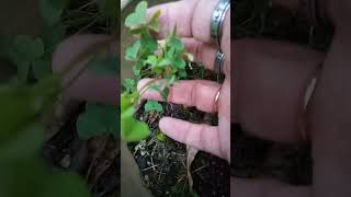 Wood Sorrel, my favorite herbal snack.😊 #eatyouryard #herbs #foraging #nature #gardening