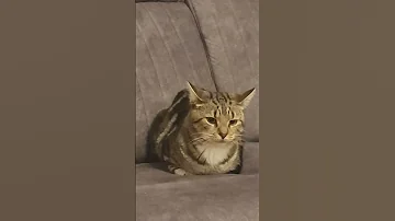 Simba Composed 