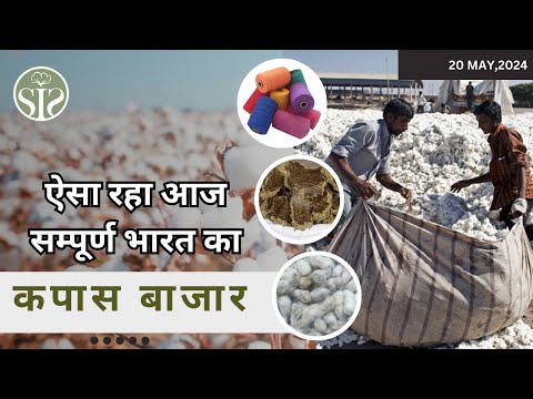 ऐसा रहा आज का कपास बाजार😮 aaj ka kapas ka bhav😮 cotton market rate today #smartinfo #bulletin