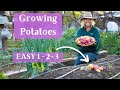 Planting potatoes growing steps tips for the best potatoes