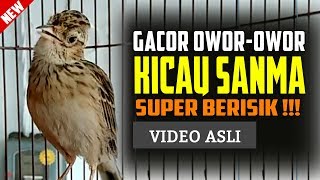 Branjangan Gacor Owor Owor - Sanma Oriental Skylark