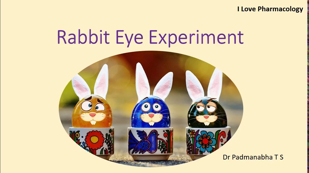 the rabbit in eye research